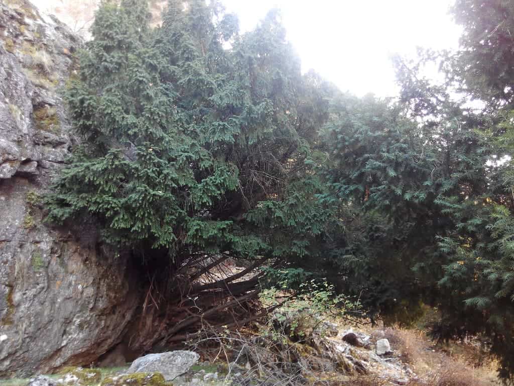 Árbol del Tejo, árbol que le da el nombre a la Sierra del Tejo
